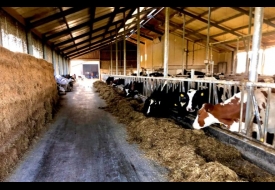 De koeiestal op 30 kilometer boer van Bemmel